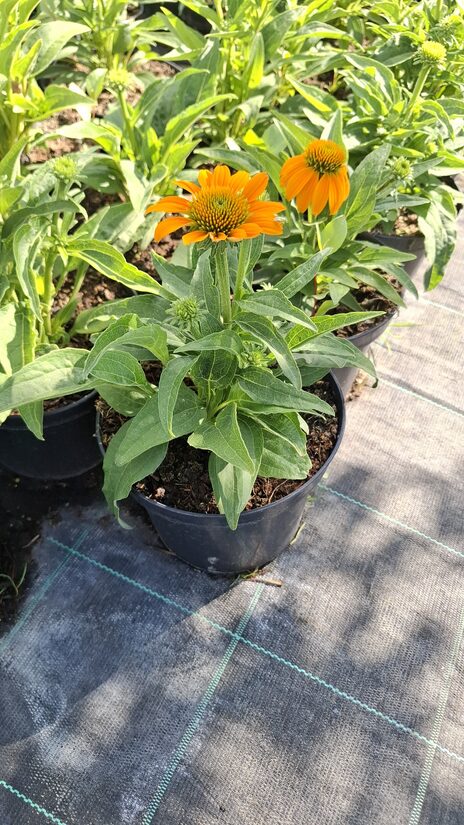 Kasvirág-Guatemala[Echinacea)