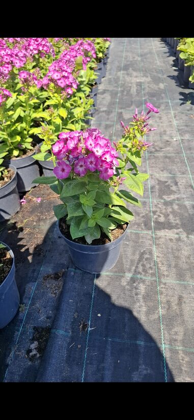 Bugás Lángvirág-Purple kiss(Phlox)