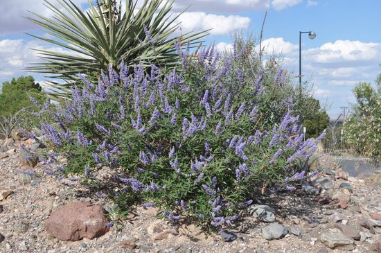 Vitex agnus "barátcserje"