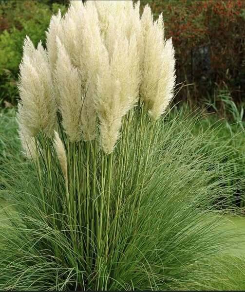 Cortaderia selloana "pampafű"