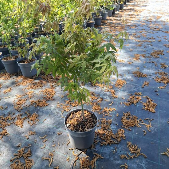 Acer palmatum "japánjuhar"
