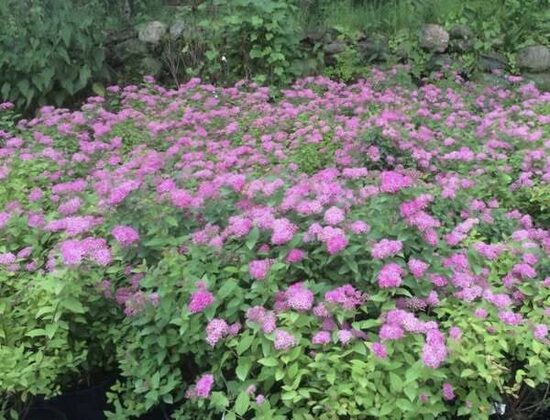Spirea japonica "manon"