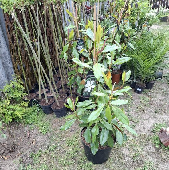 Örökzöld magnólia garndiflora