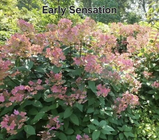Bugás Hortenzia "Early ensation"