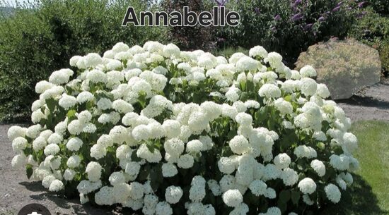 Annebelle