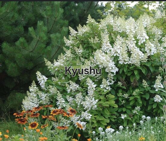 Bugás Hortenizia "Kyushu"