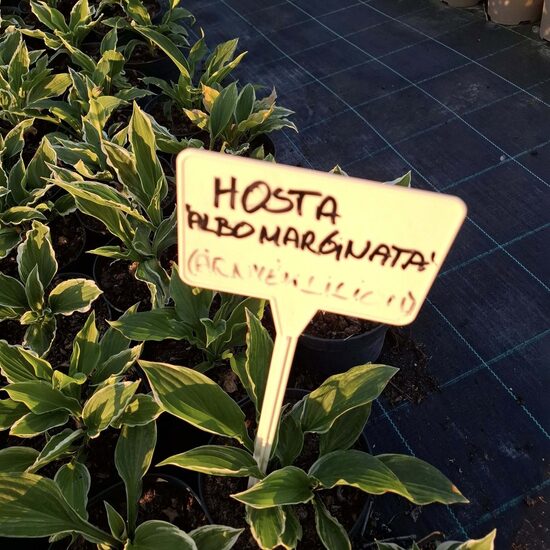 Hosta " árnyékliliom"